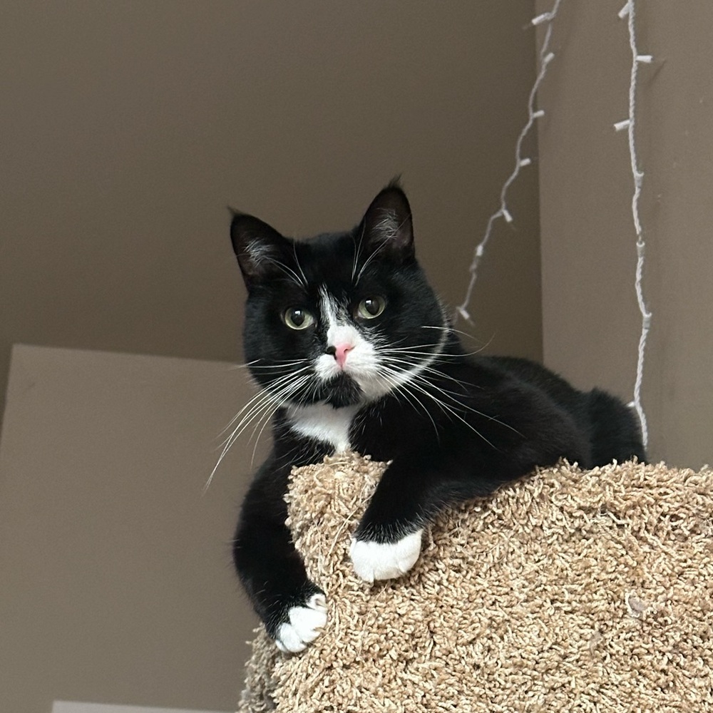 Meet your Posher, Mary